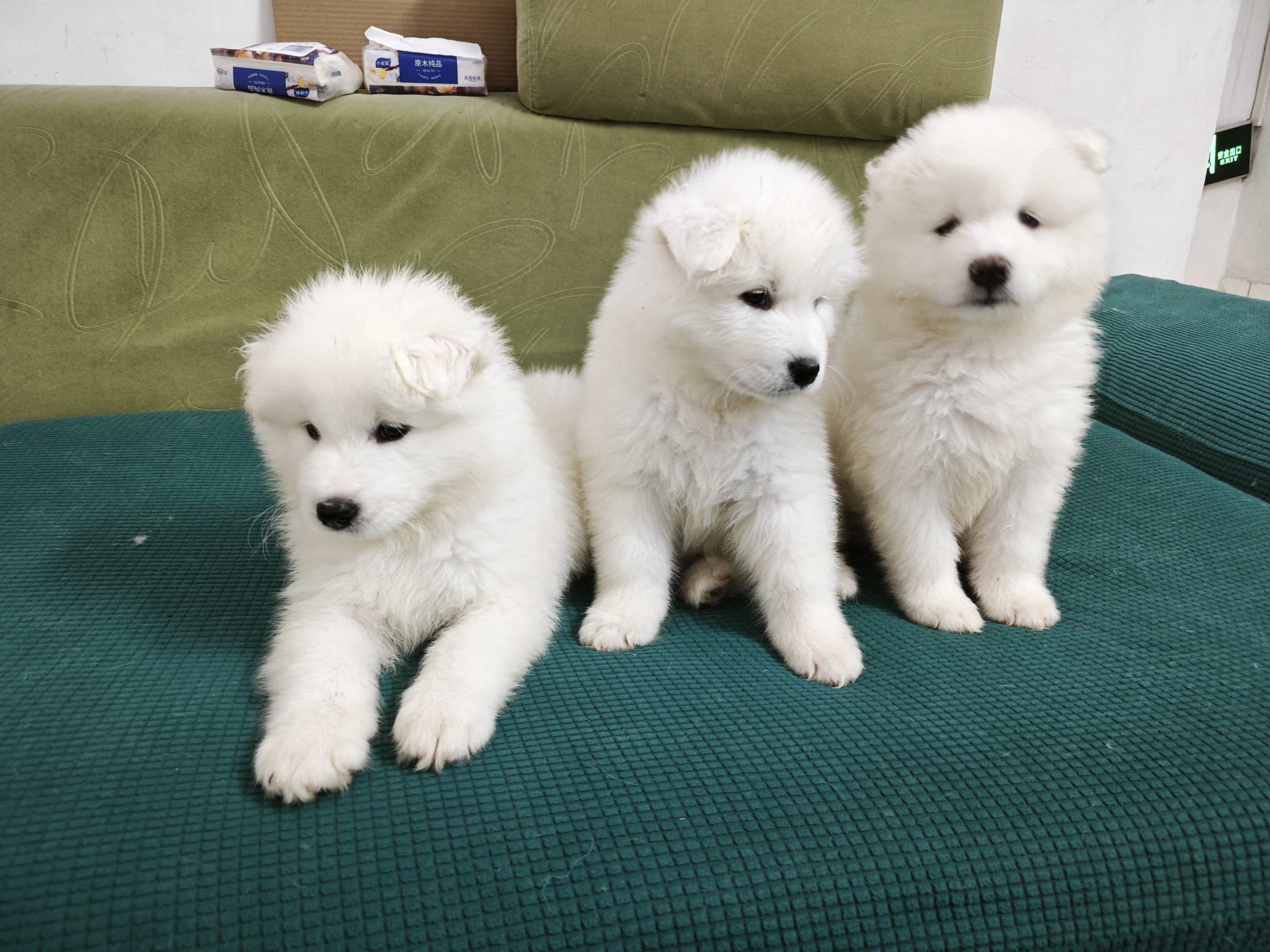 微笑天使萨摩耶